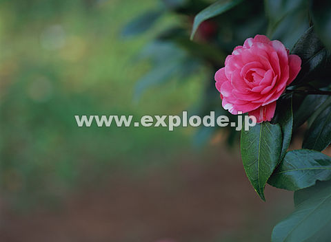 071�F�c�o�L