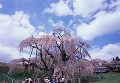 006：三春滝桜