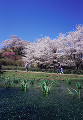 014：花見山公園