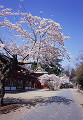 021：鹽竃神社