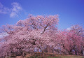 044：烏帽子山公園