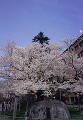 076：石割桜