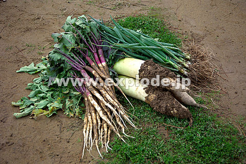 014�F����؂Ƒ卪