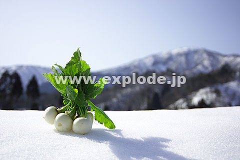 031�F��̏�̃J�u��
