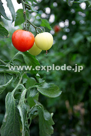 045�F�����̃g�}�g