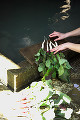 013：日野菜を洗う手