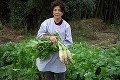 017：大根を収穫する農家の女性