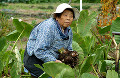 027：白菜を収穫する農家の女性