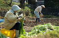 037：野沢菜畑で働く人々