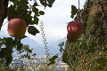 051：リンゴ園
