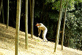 084：竹林でタケノコ掘りをする男性