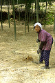 085：竹林でタケノコ掘りをする女性