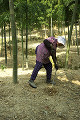 086：竹林でタケノコ掘りをする女性