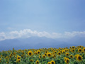 001：山梨県　明野町