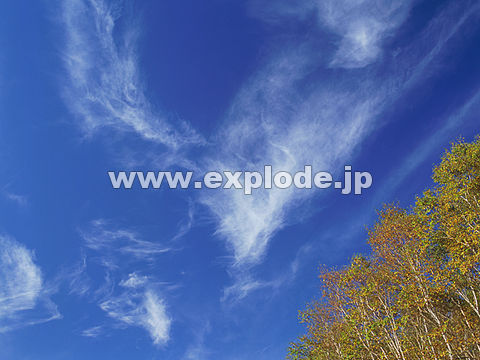 040�F�u�ꍂ��