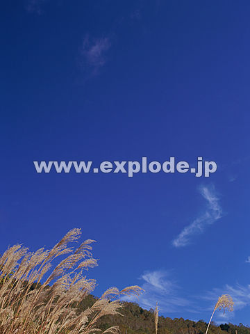 092�F�u�ꍂ��