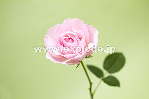 006�F�o���i�`�F���[�G�~�j