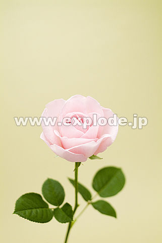 007�F�o���i�`�F���[�G�~�j