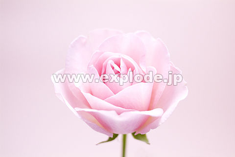 010�F�o���i�`�F���[�G�~�j
