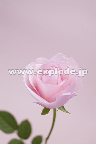 011�F�o���i�`�F���[�G�~�j