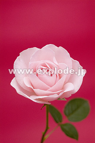 012�F�o���i�`�F���[�G�~�j