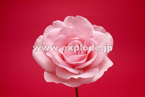 013�F�o���i�`�F���[�G�~�j