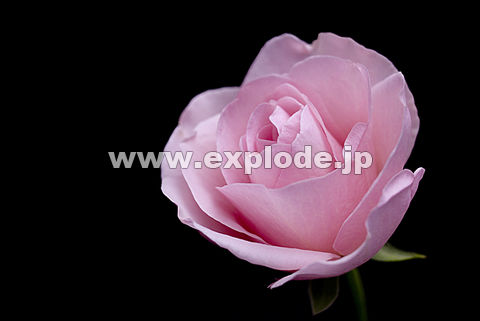 014�F�o���i�`�F���[�G�~�j