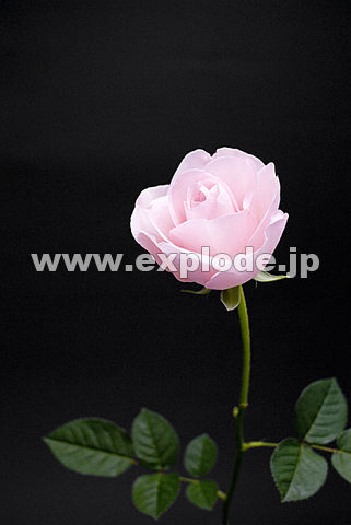 015�F�o���i�`�F���[�G�~�j