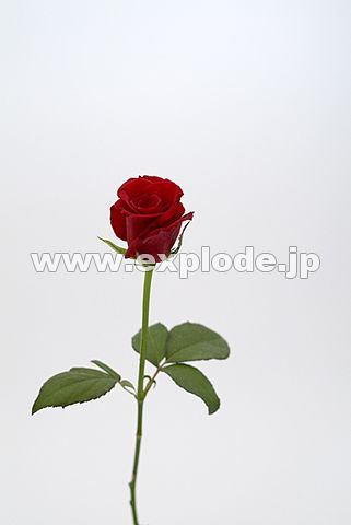 018�F�o���i���[�e���[�[�j