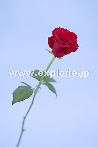 019�F�o���i���[�e���[�[�j