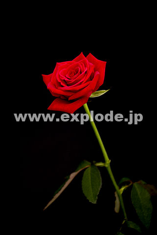 020�F�o���i���[�e���[�[�j