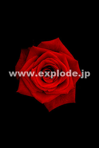 022�F�o���i���[�e���[�[�j
