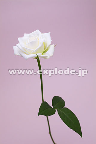 024�F�o���i�e�B�l�P�j