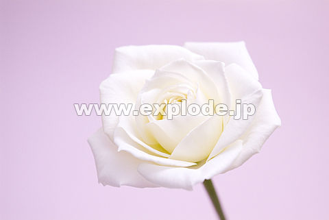 027�F�o���i�e�B�l�P�j�@