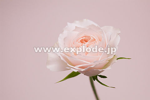 037�F�o��