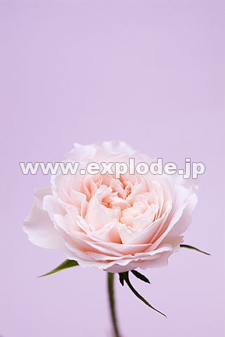 038�F�o��