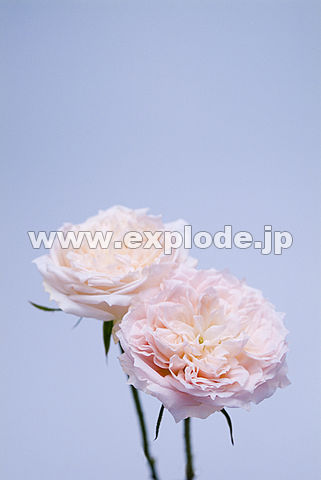 041�F�o��