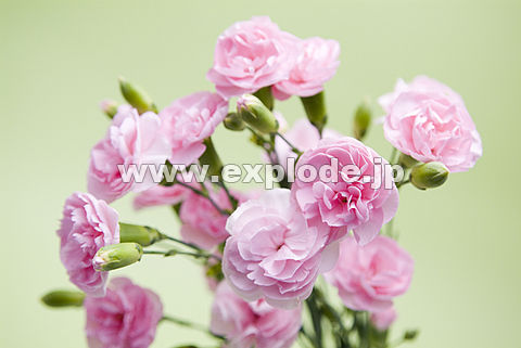 064�F�X�v���[�J�[�l�[�V����