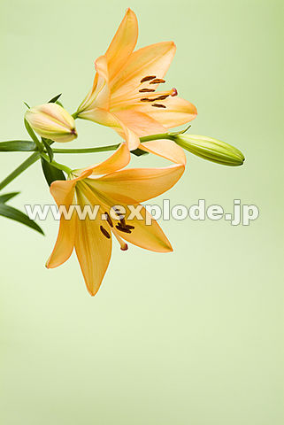 097�F����