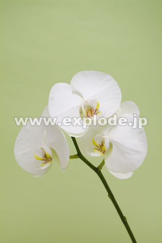 008�F�R�`���E����