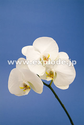 009�F�R�`���E����