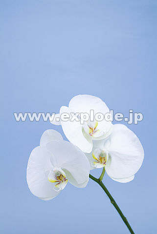 011�F�R�`���E����