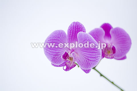 012�F�R�`���E����