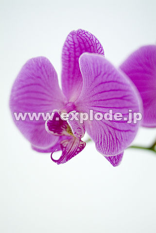 013�F�R�`���E����