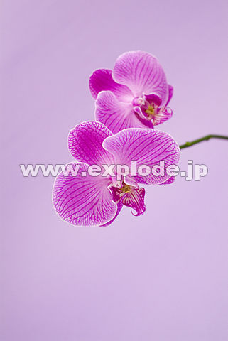015�F�R�`���E����