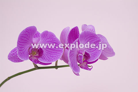 016�F�R�`���E����
