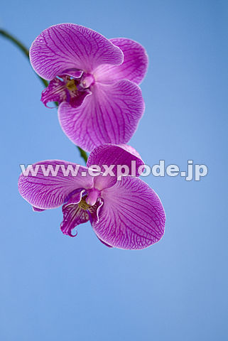017�F�R�`���E����