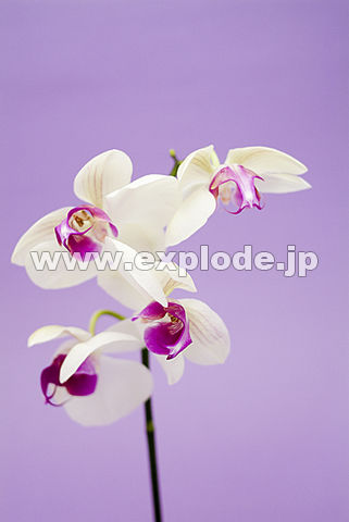 020�F�R�`���E����