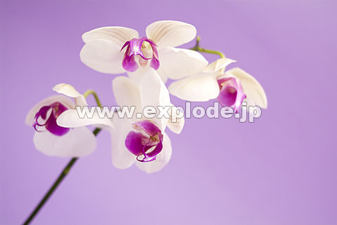 021�F�R�`���E����