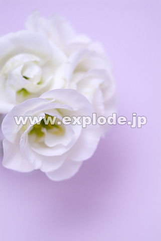 036�F�g���R�L�L���E